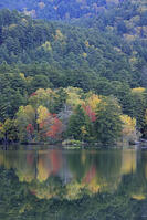 紅葉するオンネトー湖畔 [GMA110011801]