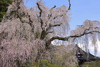久遠寺の枝垂れ桜 [GMA110011931]