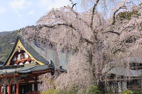 久遠寺の枝垂れ桜 [GMA110011932]