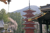 久遠寺の五重塔と桜 [GMA110011933]