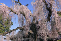 慈雲寺の枝垂れ桜 [GMA110011940]