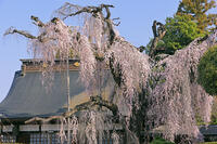 慈雲寺の枝垂れ桜 [GMA110011941]