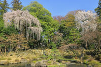 恵林寺の庭園の桜 [GMA110011943]