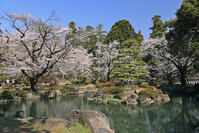 恵林寺の庭園の桜 [GMA110011944]