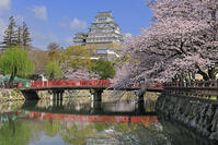 姫路城の城見橋と桜 [GMA110011954]