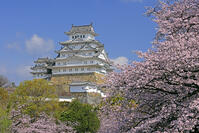 姫路城と桜 [GMA110011955]