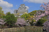 姫路城と桜 [GMA110011961]