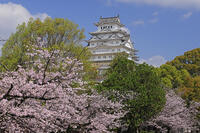 姫路城と桜 [GMA110011962]