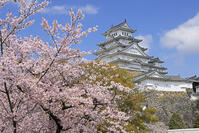 姫路城と桜 [GMA110011964]