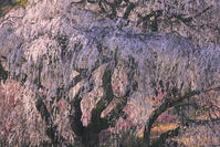 朝焼けの又兵衛桜 [GMA110011970]
