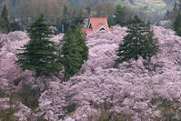 高遠城址公園の桜 [GMA110011977]