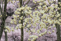 高遠城址公園のモクレンと桜 [GMA110011978]