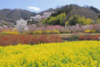 花見山公園の桜と菜の花と花桃 [GMA110011981]