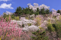 花見山公園の桜と花桃 [GMA110011982]