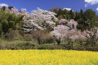 花見山公園の桜と菜の花と花桃 [GMA110011983]