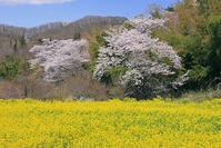 花見山公園の桜と菜の花 [GMA110011986]