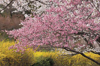 花見山公園の桜と菜の花 [GMA110011988]