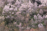 花見山公園の桜 [GMA110011989]