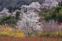 花見山公園の桜 [GMA110011990]