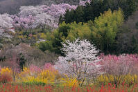 花見山公園の桜と花桃 [GMA110011991]