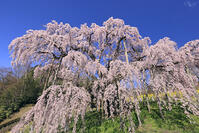 三春の滝桜 [GMA110012003]