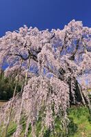 三春の滝桜 [GMA110012004]