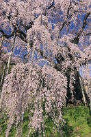 三春の滝桜 [GMA110012005]