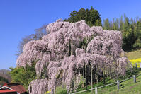 三春の滝桜 [GMA110012006]
