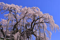 三春の滝桜 [GMA110012007]