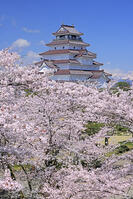 鶴ヶ城と桜 [GMA110012010]