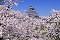 鶴ヶ城と桜 [GMA110012011]