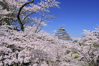 鶴ヶ城と桜 [GMA110012012]