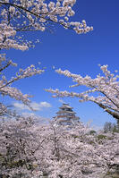 鶴ヶ城と桜 [GMA110012013]