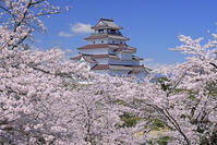 鶴ヶ城と桜 [GMA110012014]