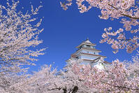 鶴ヶ城と桜 [GMA110012019]