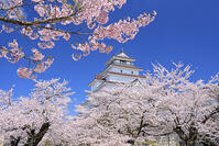 鶴ヶ城と桜 [GMA110012020]