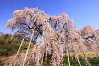 朝の三春の滝桜 [GMA110012027]