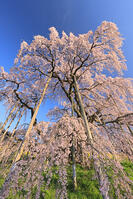 三春の滝桜 [GMA110012030]
