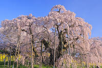 三春の滝桜 [GMA110012032]