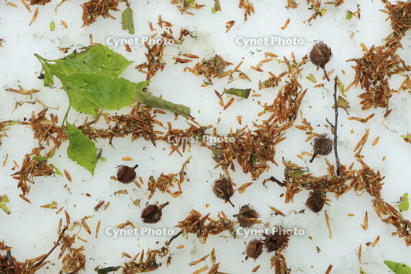 八甲田山のブナ林kのブナの実と残雪 [GMA110011360]