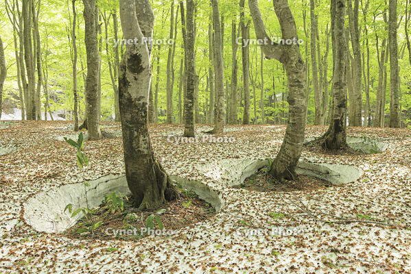 八甲田山の新緑のブナ林の根開きと残雪 [GMA110011361]