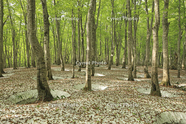 八甲田山の新緑のブナ林と残雪 [GMA110011362]