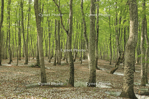 八甲田山の新緑のブナ林と残雪 [GMA110011363]