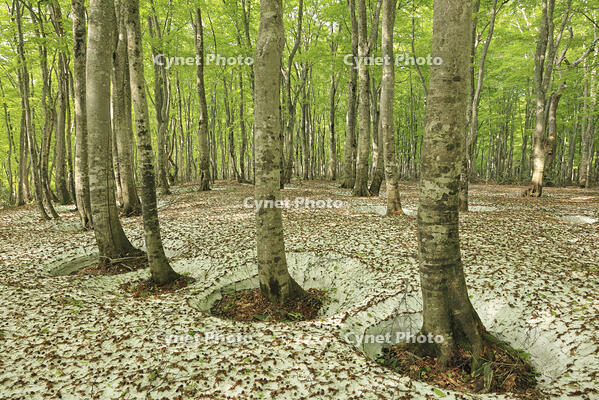 八甲田山の新緑のブナ林の根開きと残雪 [GMA110011364]