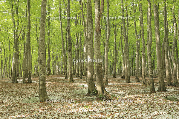 八甲田山の新緑のブナ林と残雪 [GMA110011366]