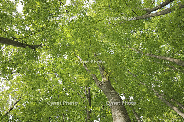 八甲田山の新緑のブナ林 [GMA110011368]