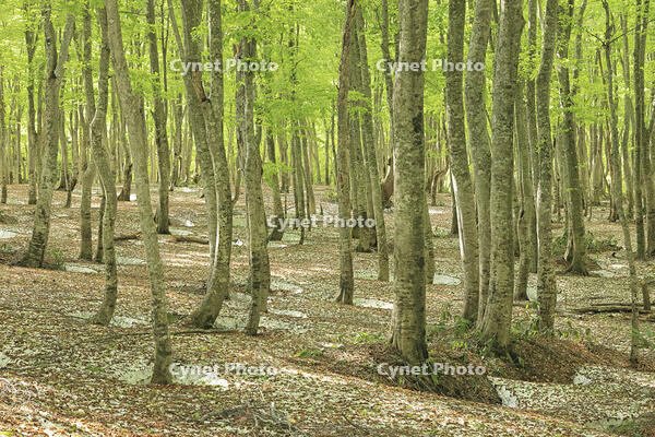 八甲田山の新緑のブナ林と残雪 [GMA110011369]