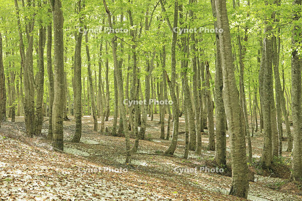 八甲田山の新緑のブナ林と残雪 [GMA110011370]