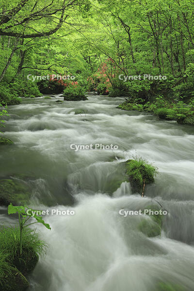 新緑の奥入瀬 [GMA110011371]