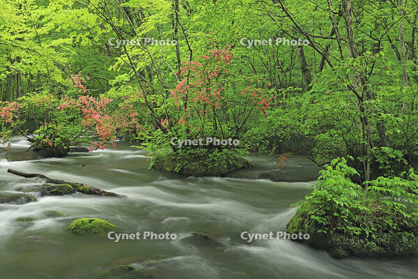 ヤマツツジ咲く新緑の奥入瀬 [GMA110011373]